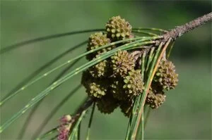 Casuarina cunninghamiana