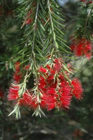 Callistemon 'Dawson River’ 
