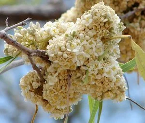 Atalaya variifolia