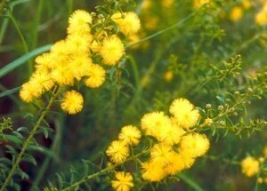Acacia nuperrima