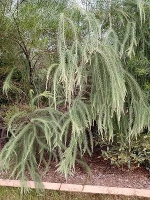 Acacia kelleri
