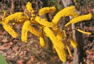 Acacia difficilis