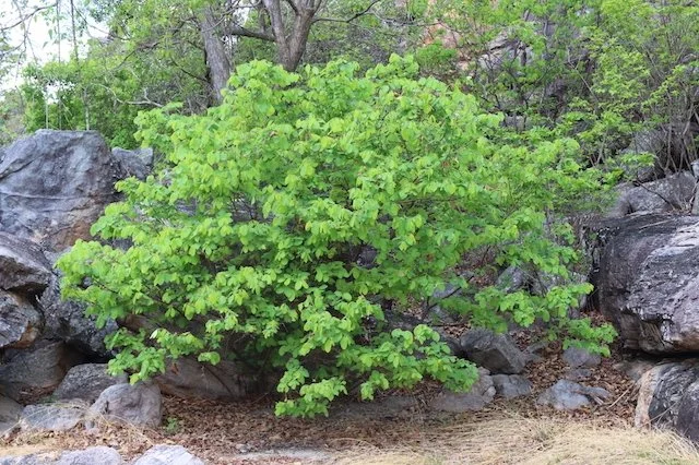 Bridelia tomentosa