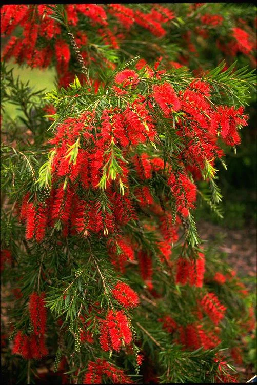 Callistemon viminalis