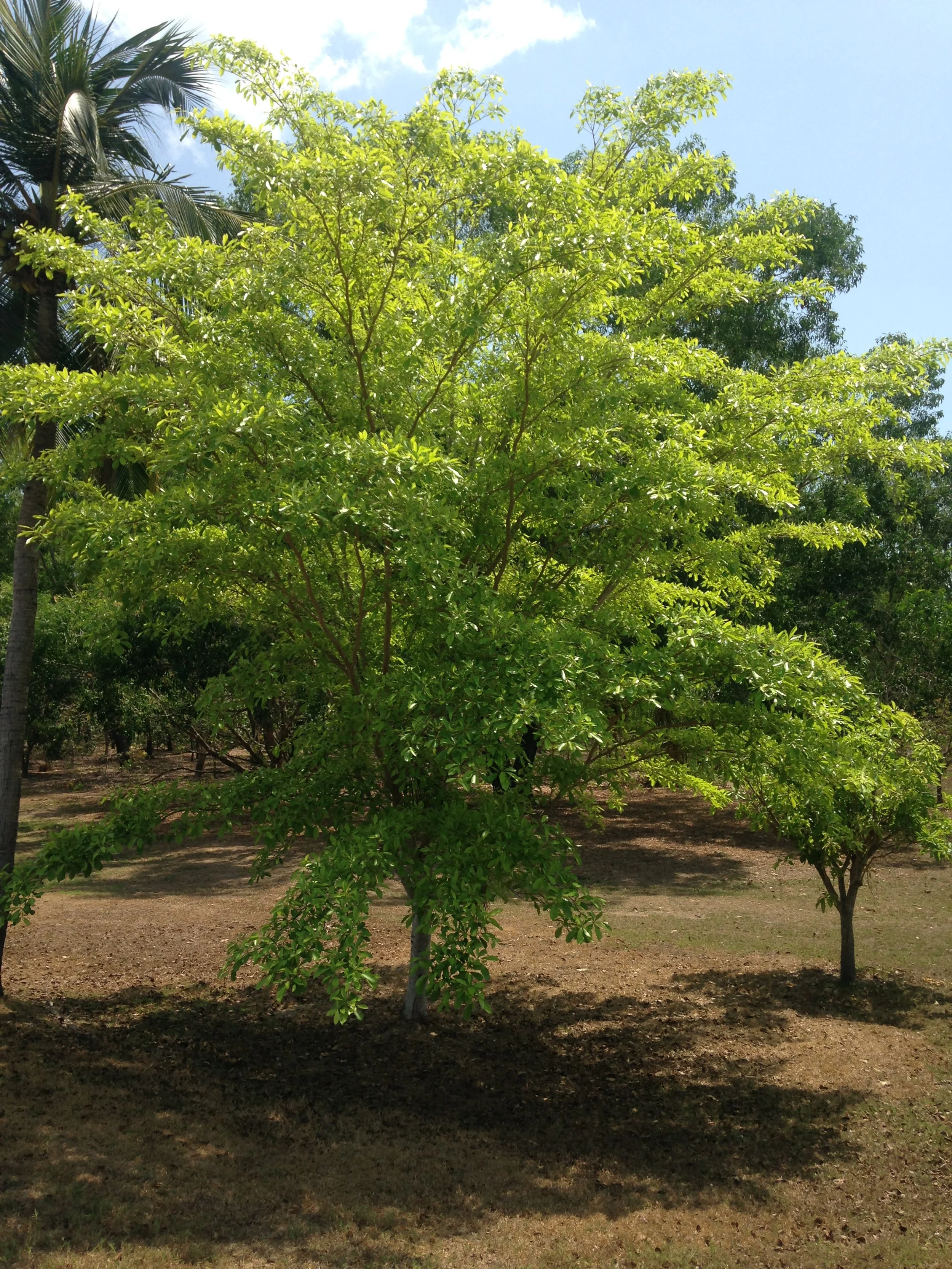 Terminalia microcarpa
