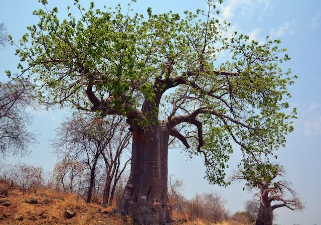 Adansonia digitata