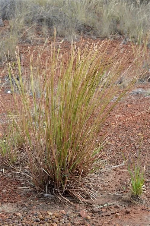 Heteropogon contortus
