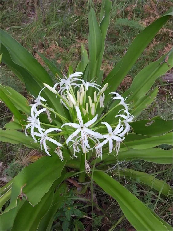 Crinum pedunculatum