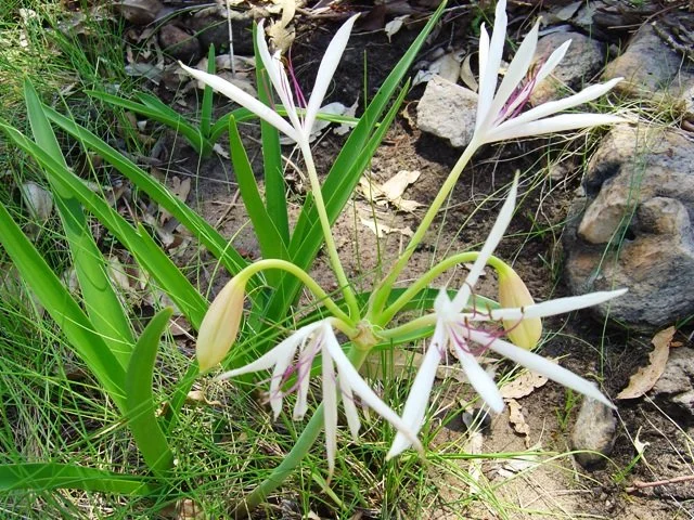 Crinum arenarium
