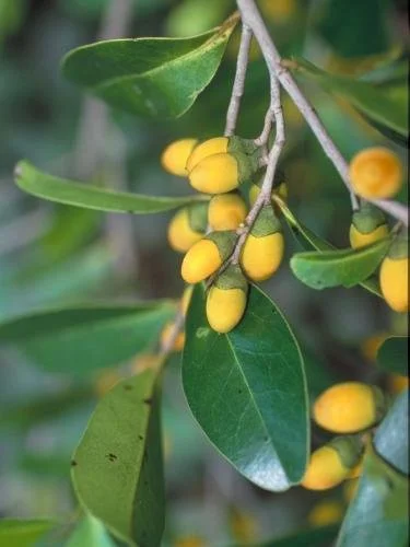 Diospyros littorea