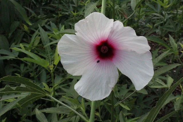 Hibiscus meraukensis