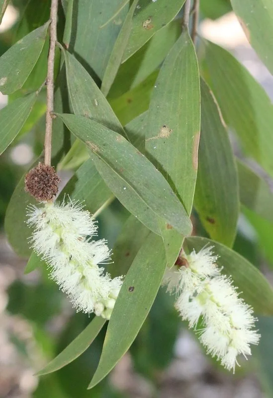 Melaleuca cajuputi