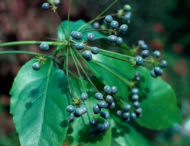 Mackinlaya macrosciadea