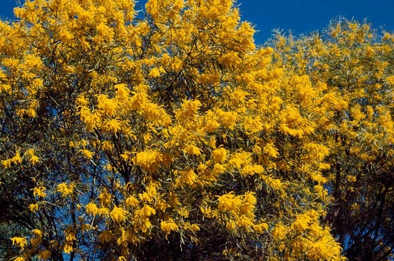 Acacia torulosa