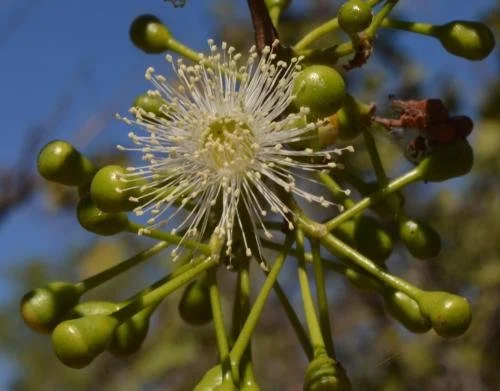 NT Government 1.jpeg