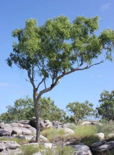 NT Government 1.jpeg