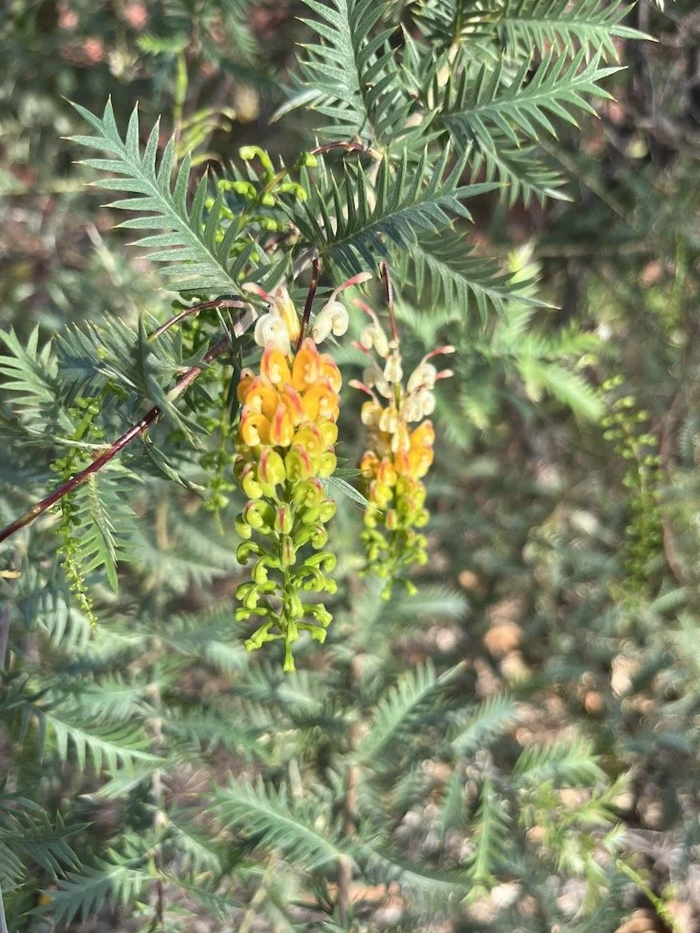 Julia Perdevich 2.JPEG