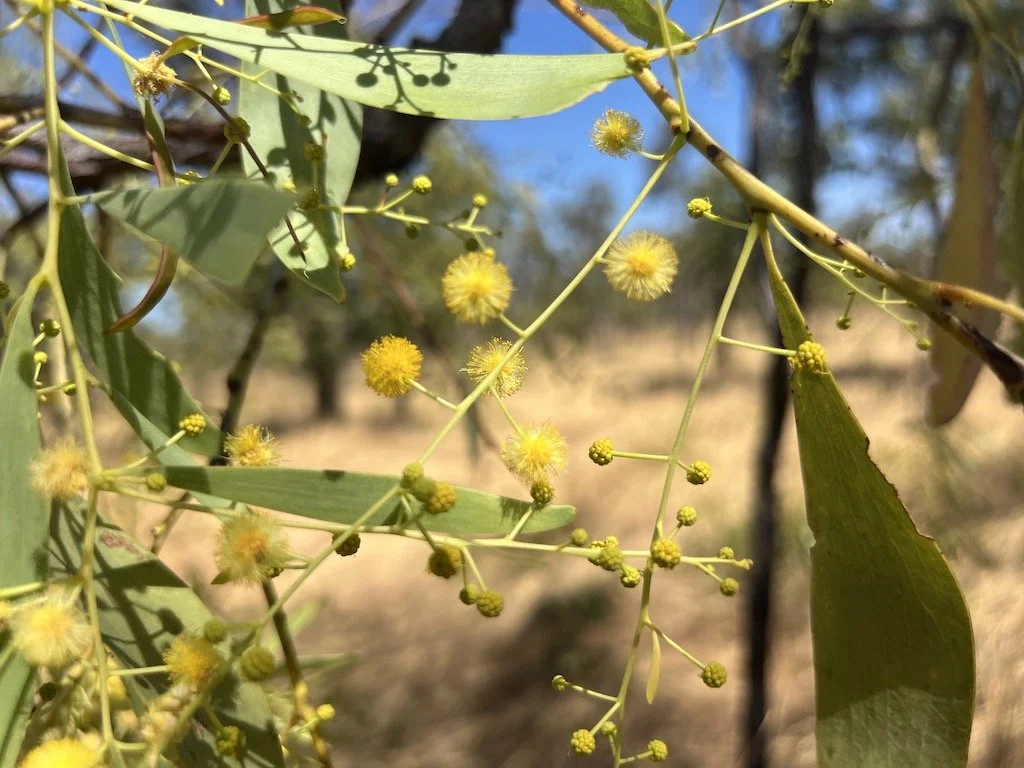 Acacia hemignosta