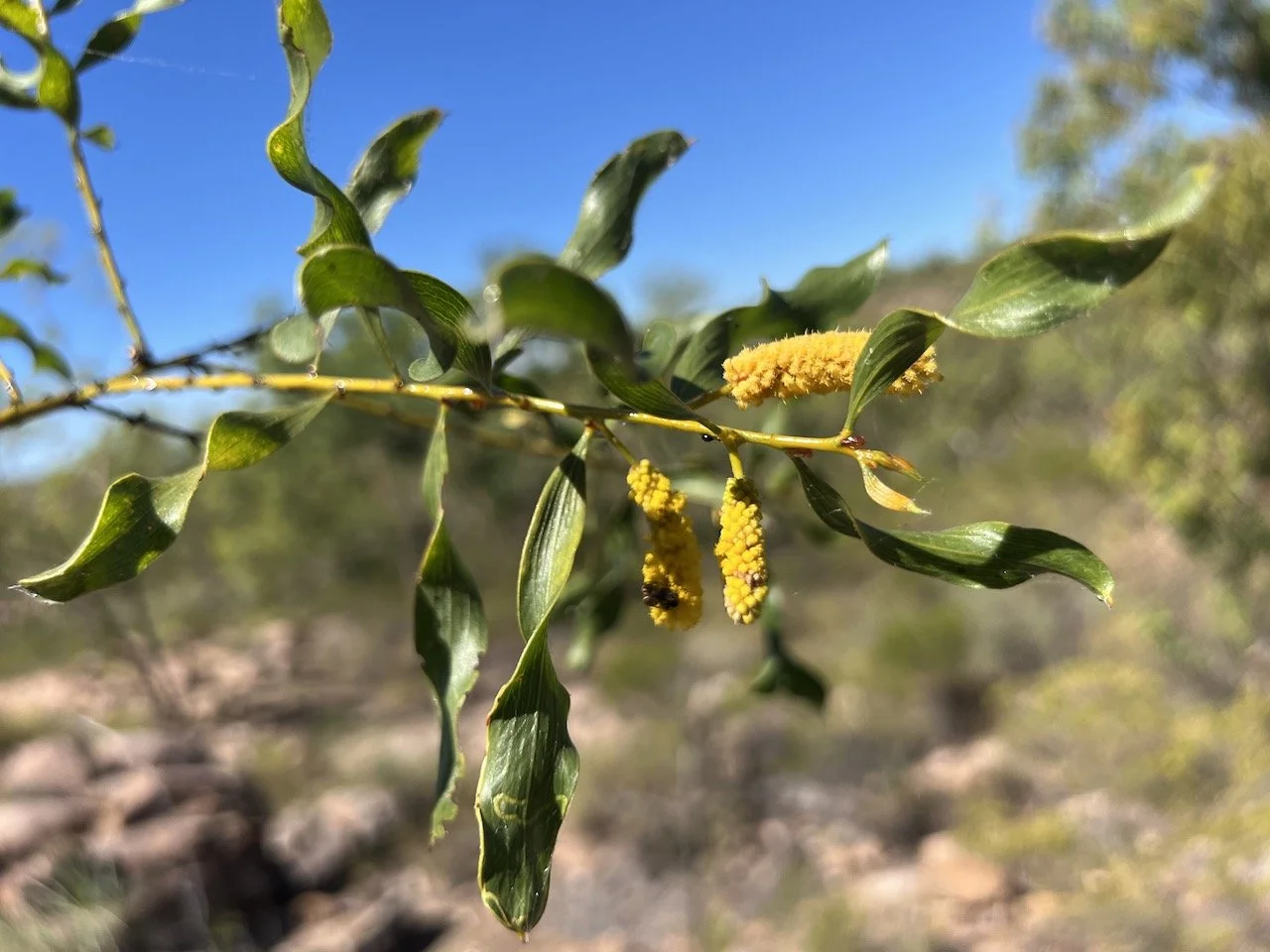 Acacia helicophylla
