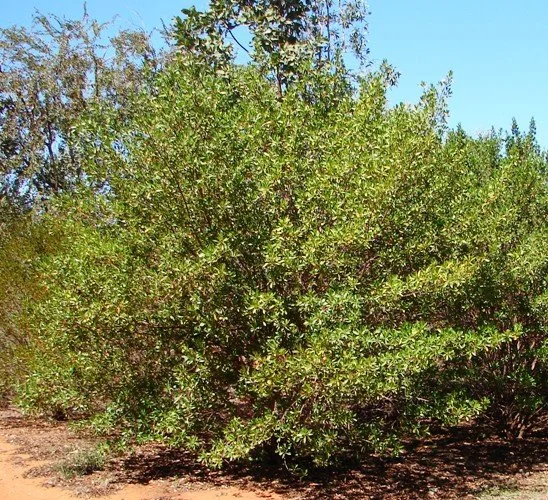 Dodonaea platyptera (Hop Bush) — Territory Native Plants