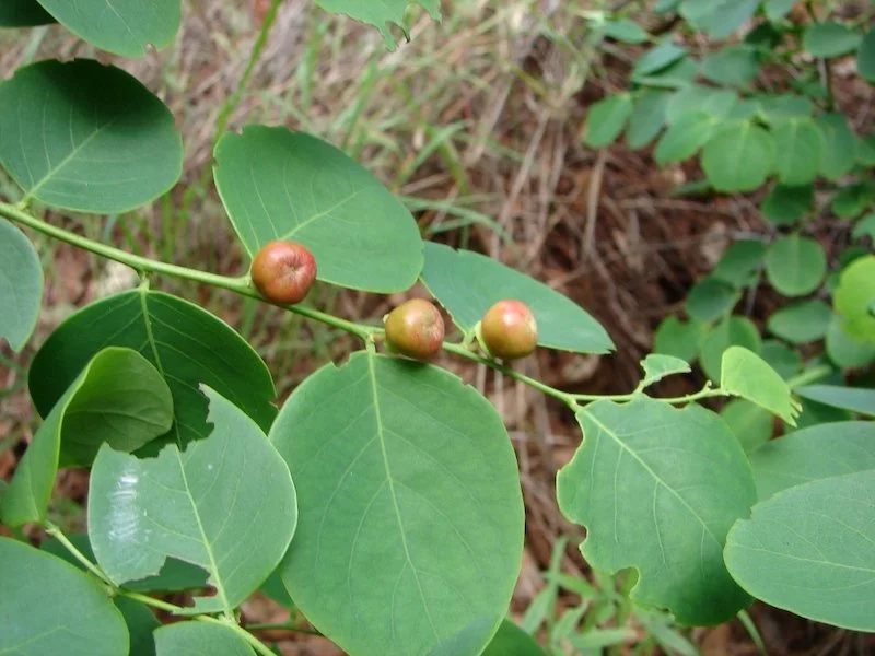 Brenia Tree Breynia cernua (NT Breynia) — Territory Native Plants