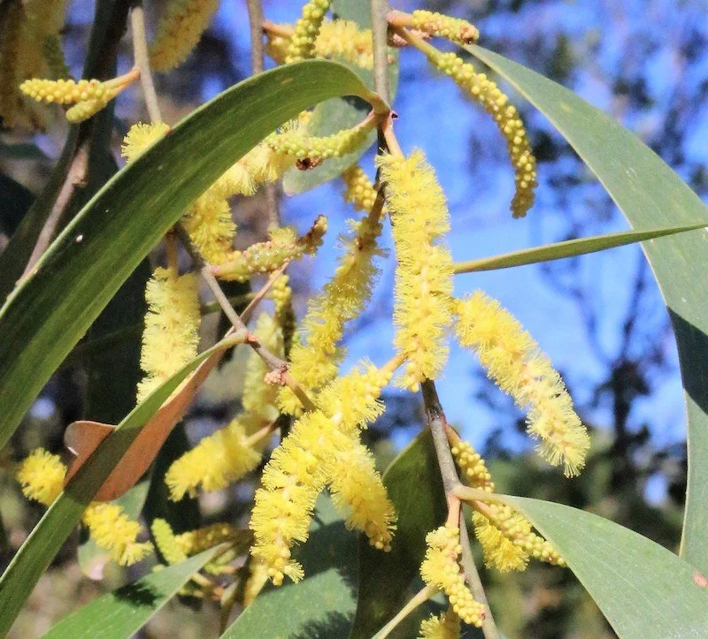 Acacia leptocarpa (Coastal Wattle) — Territory Native Plants