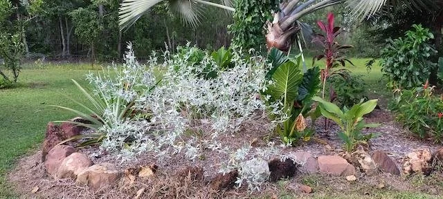 Tephrosia rosea (Silky Rose) — Territory Native Plants