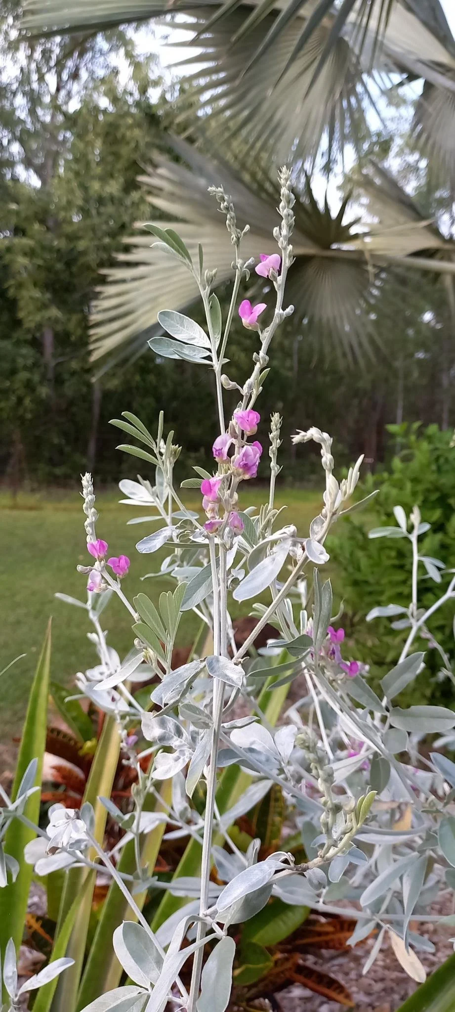 Tephrosia rosea (Silky Rose) — Territory Native Plants