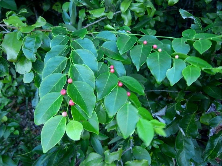 Brenia Tree Breynia cernua (NT Breynia) — Territory Native Plants