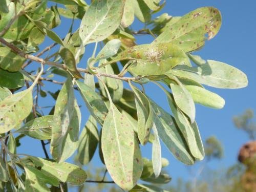 Terminalia canescens (Winged Nut Tree) — Territory Native Plants