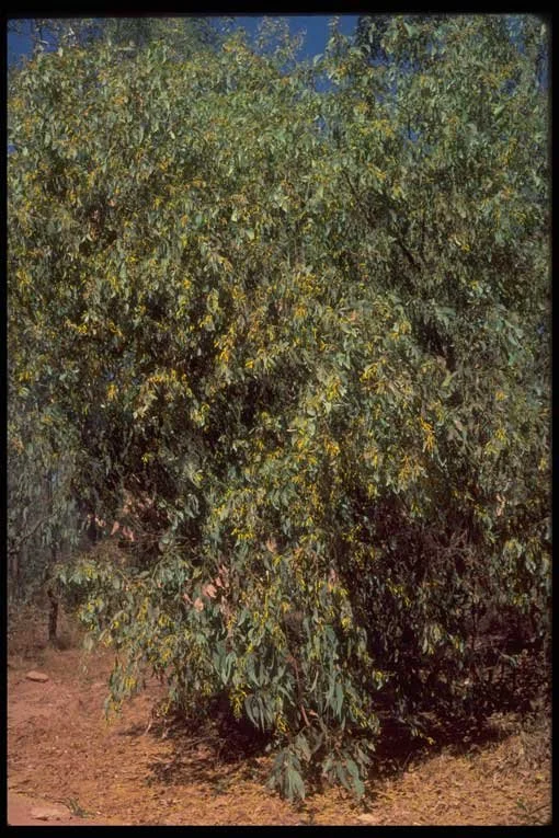 Acacia difficilis (River Wattle) — Territory Native Plants