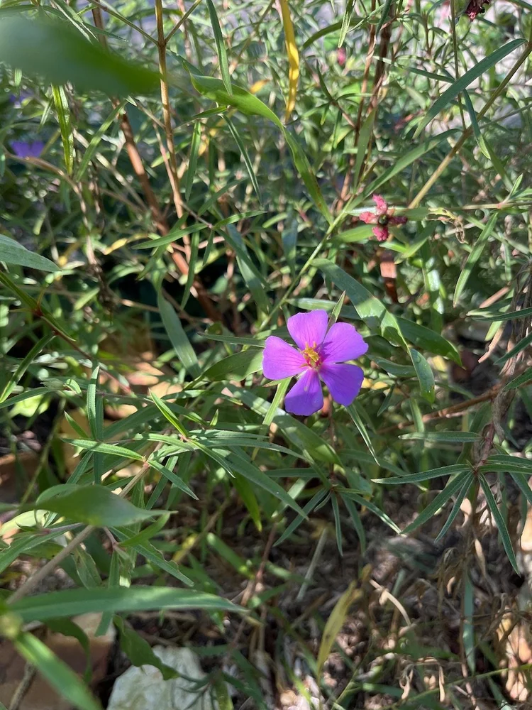 osbeckia-australiana-purple-osbeckia-territory-native-plants