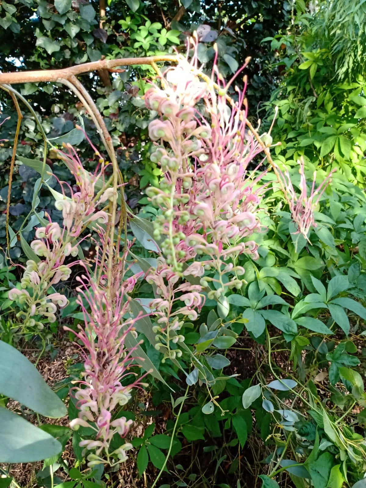 Grevillea decurrens (Clothes Peg Tree) — Territory Native Plants