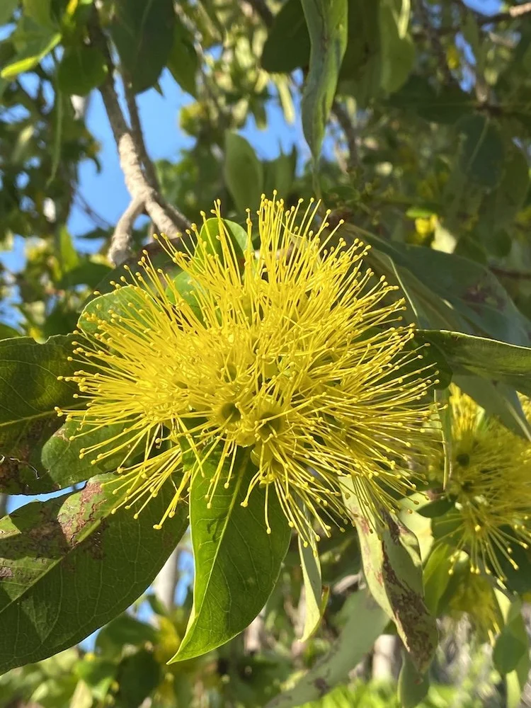 Xanthostemon paradoxus (Bridal tree) — Territory Native Plants