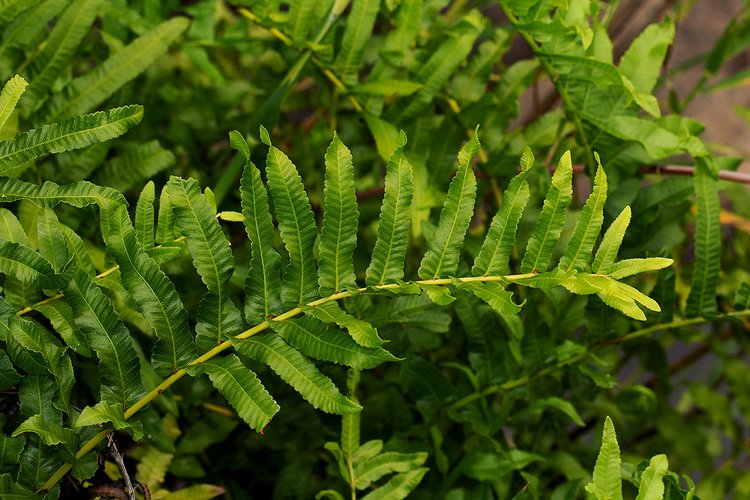 Ampelopteris prolifera (Daly River Fern) — Territory Native Plants