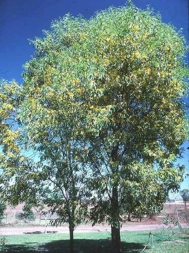 Acacia leptocarpa (Coastal Wattle) — Territory Native Plants