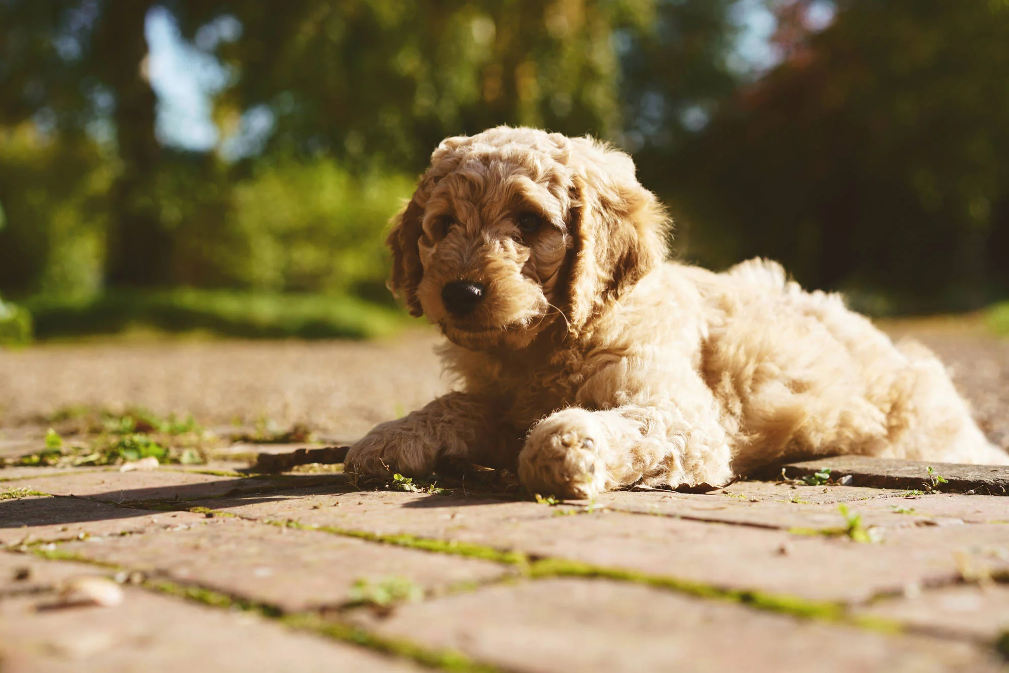 GoldenDoodle.jpg