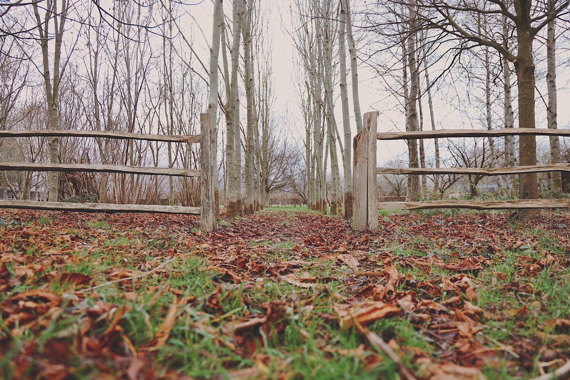 The line of trees from the bonfire area look a little bleak during the winter months.