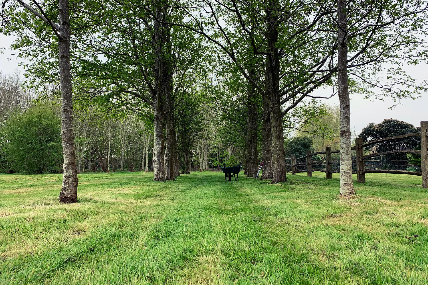 Grass-trees.jpg