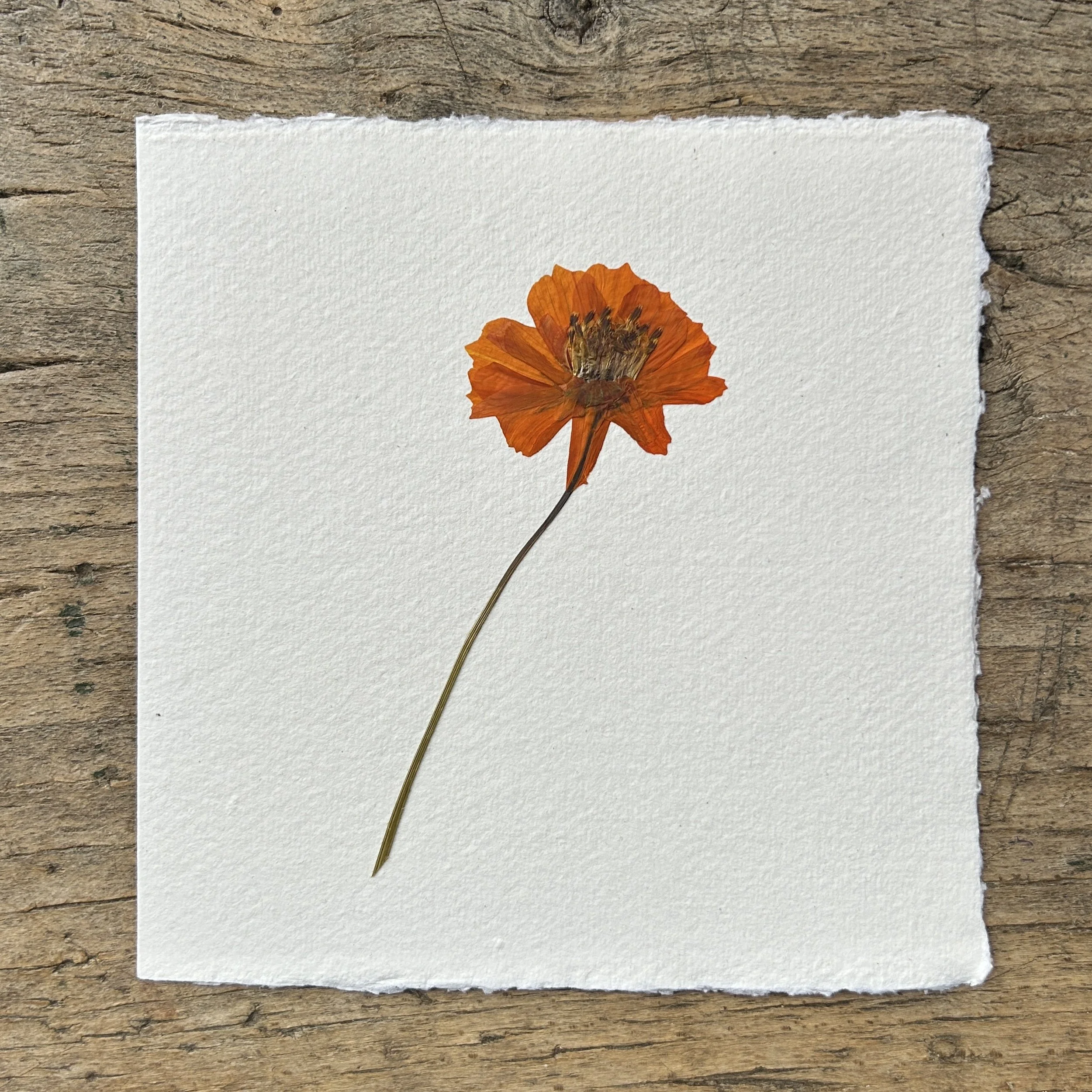 Pressed Botanical Rag Paper Card 214