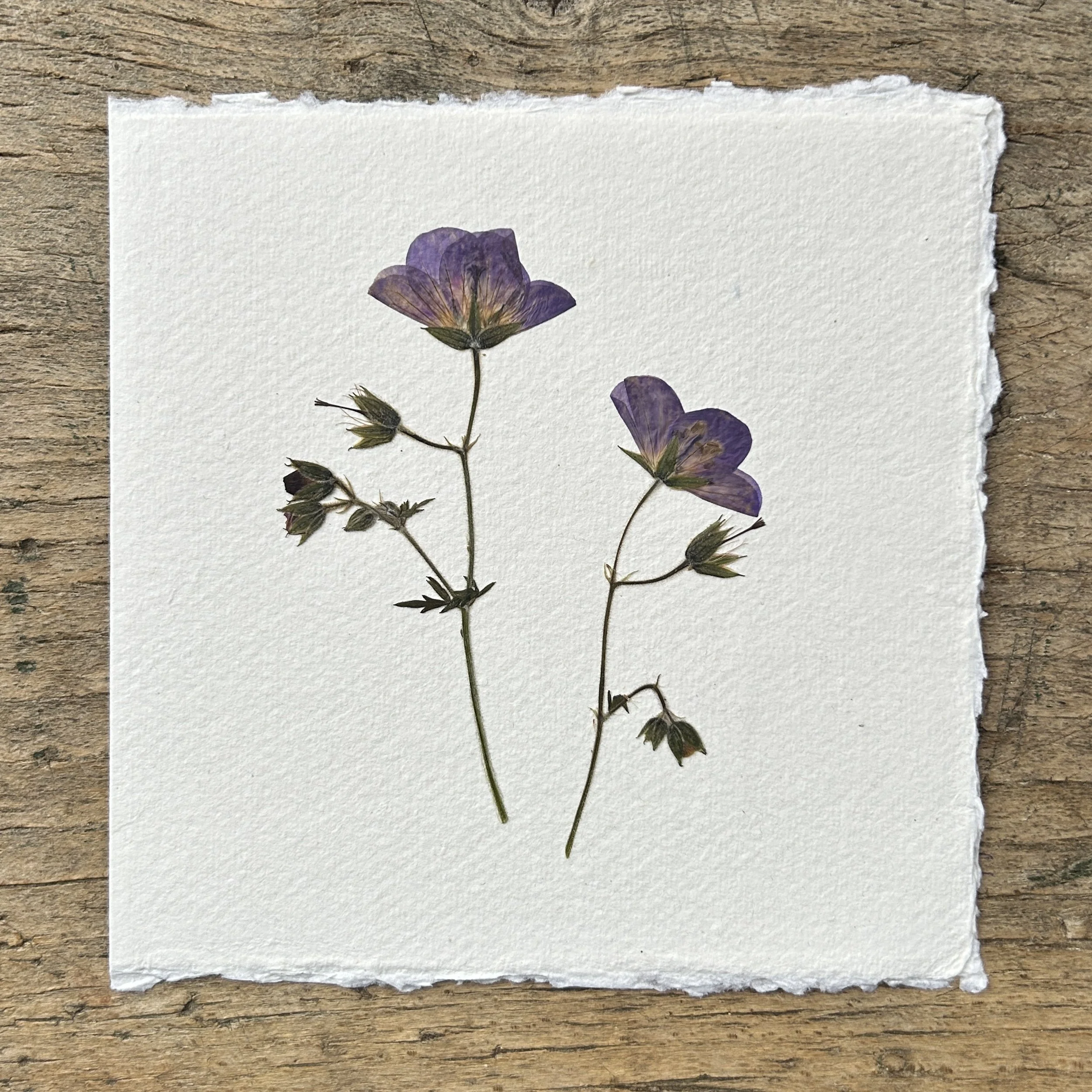 Pressed Botanical Rag Paper Card 215