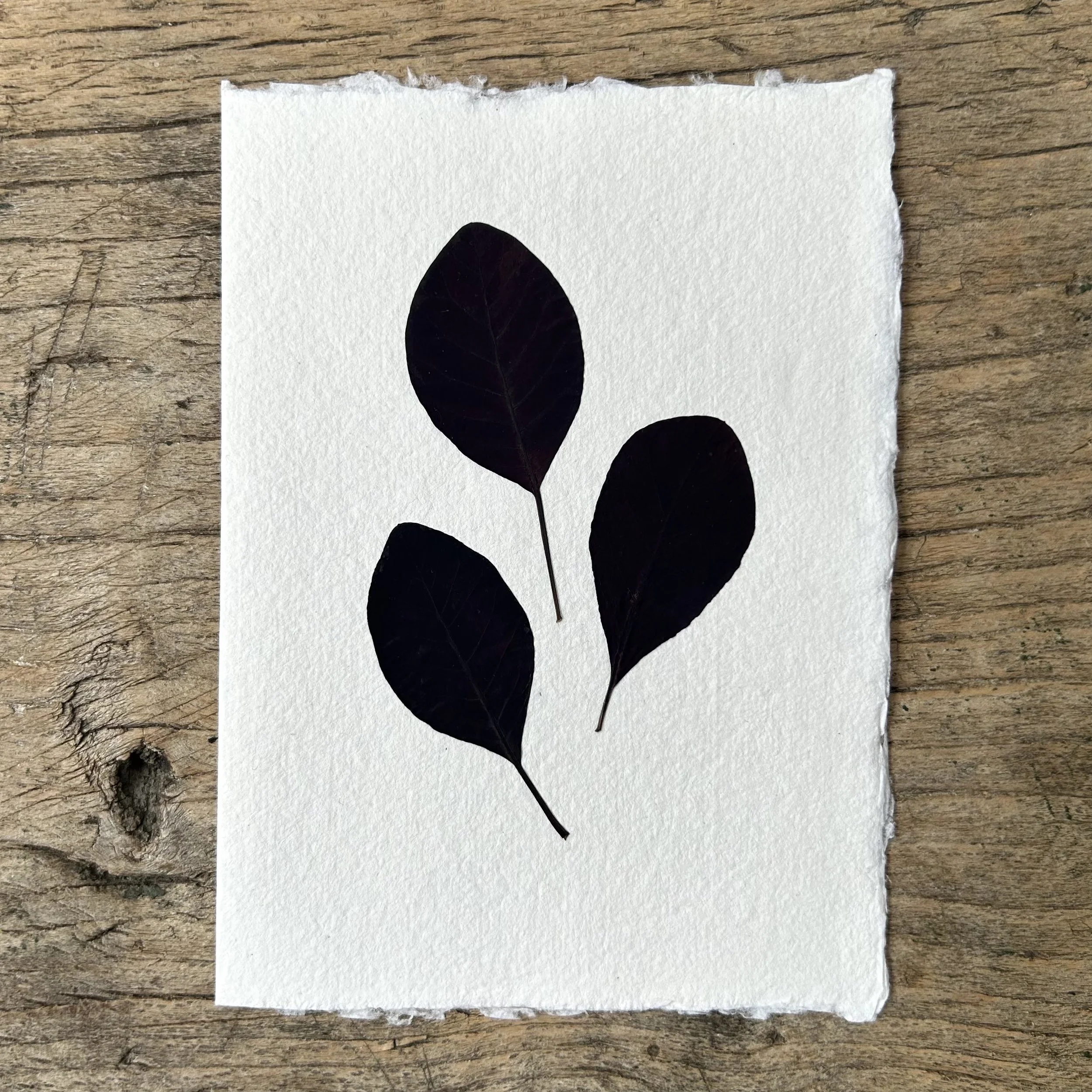 Cards & Paper — The Natural Dyeworks