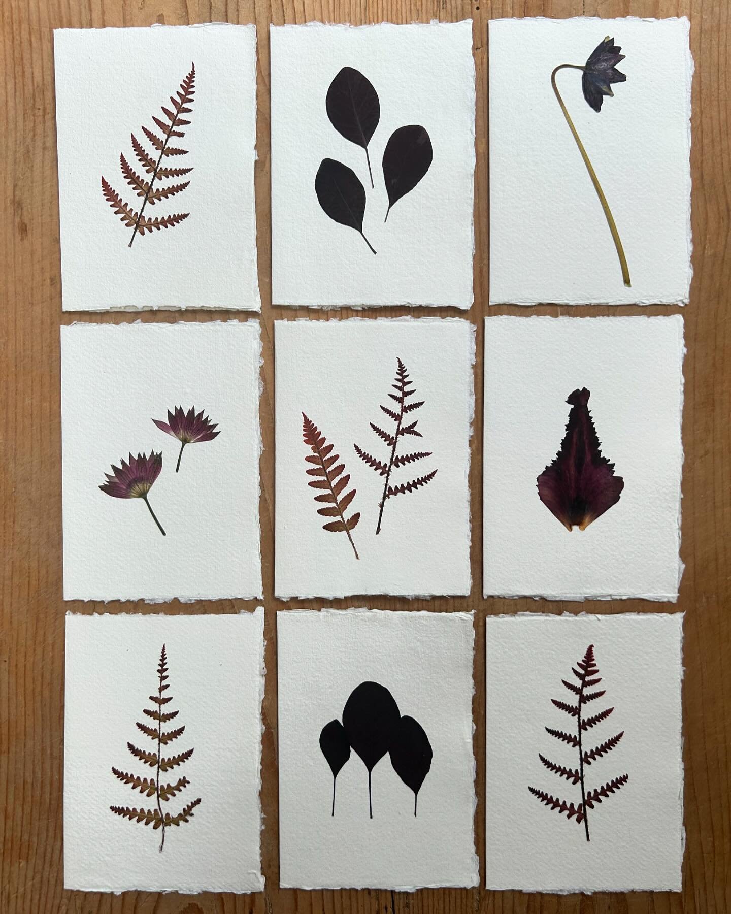 A very small card drop of leaves, fronds &amp; petals from the garden, in shades of blackcurrant &amp; bronze
Grown, gathered &amp; pressed in the garden studio on Khadi cotton rag paper. 

(If you want to buy just a card or two I can refund the stan
