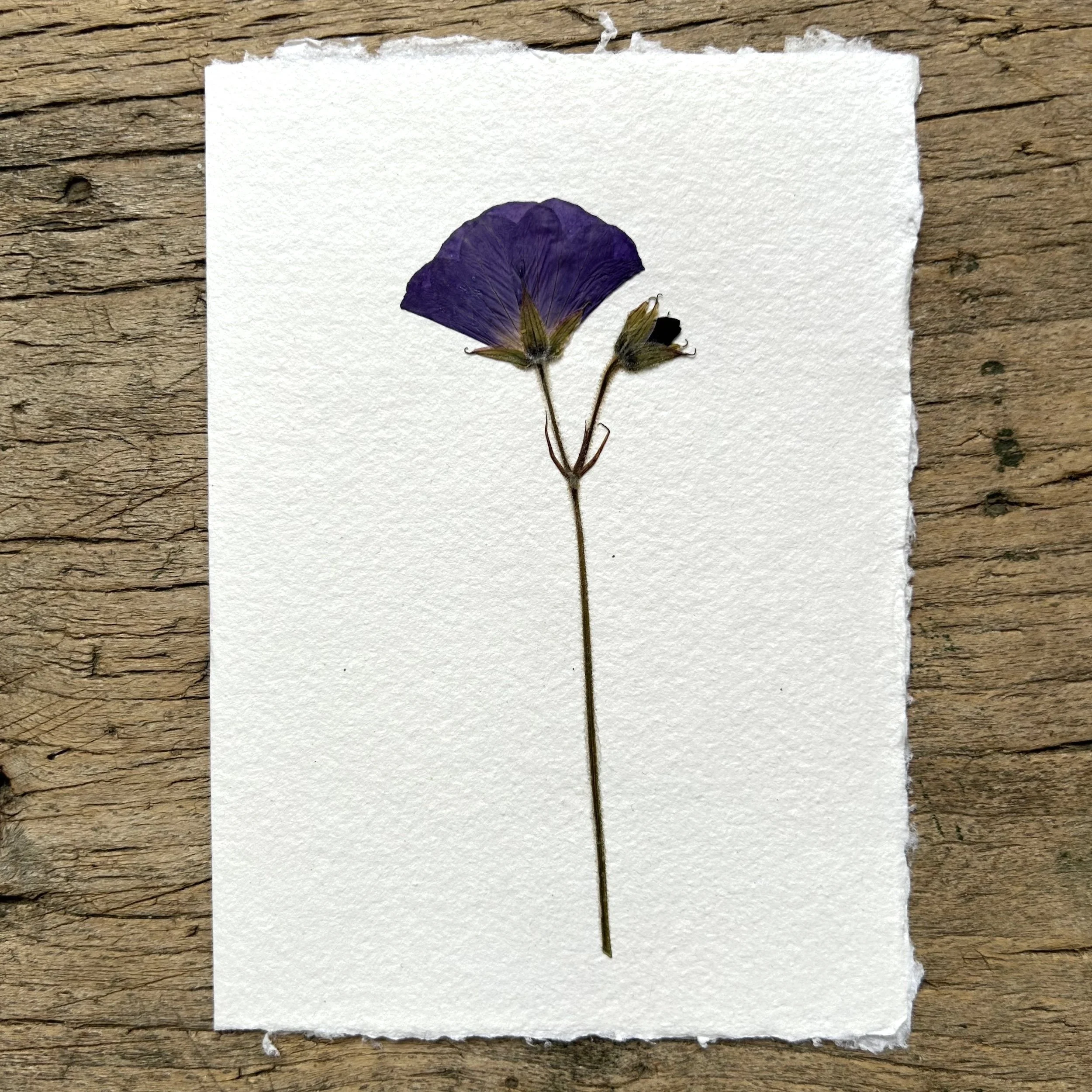 Cards & Paper — The Natural Dyeworks