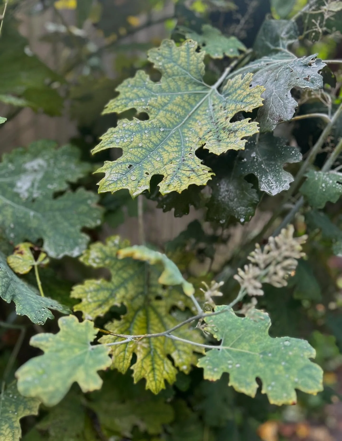 September metamorphosis

#noticing #naturesbeauty #natureswonder #britishcountryside #thenaturaldyeworks #upandautumn #autumncolours