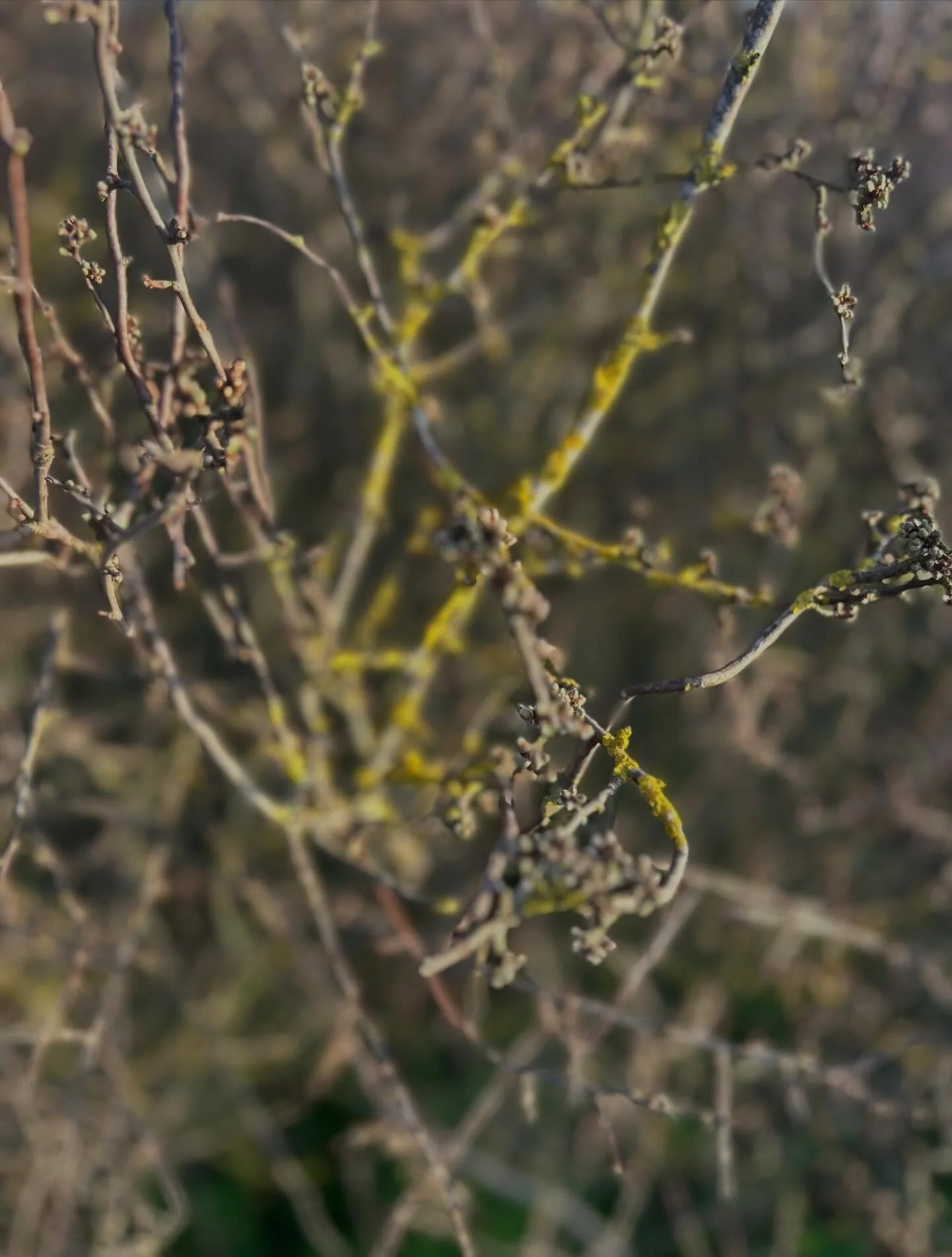 A twiggy walk at dusk. 

Lowlight casting shades of icterine &amp; chartreuse to winter worn branches. 

Acidic yellows and greens. 

Leaf buds forming. 

The colour intensity made us squint.

First blackthorn blossom. 

Birders seen daily watching f