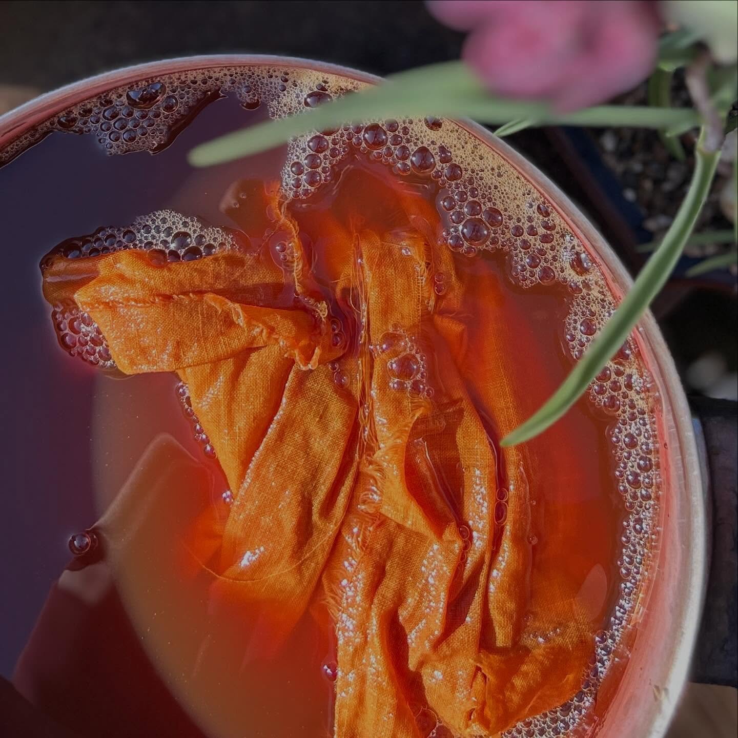 Spring Sun.
All of my natural dyeing is done from our small Garden Studio, so once heated, pots cool in the garden amongst the plants. 

#thenaturaldyeworks