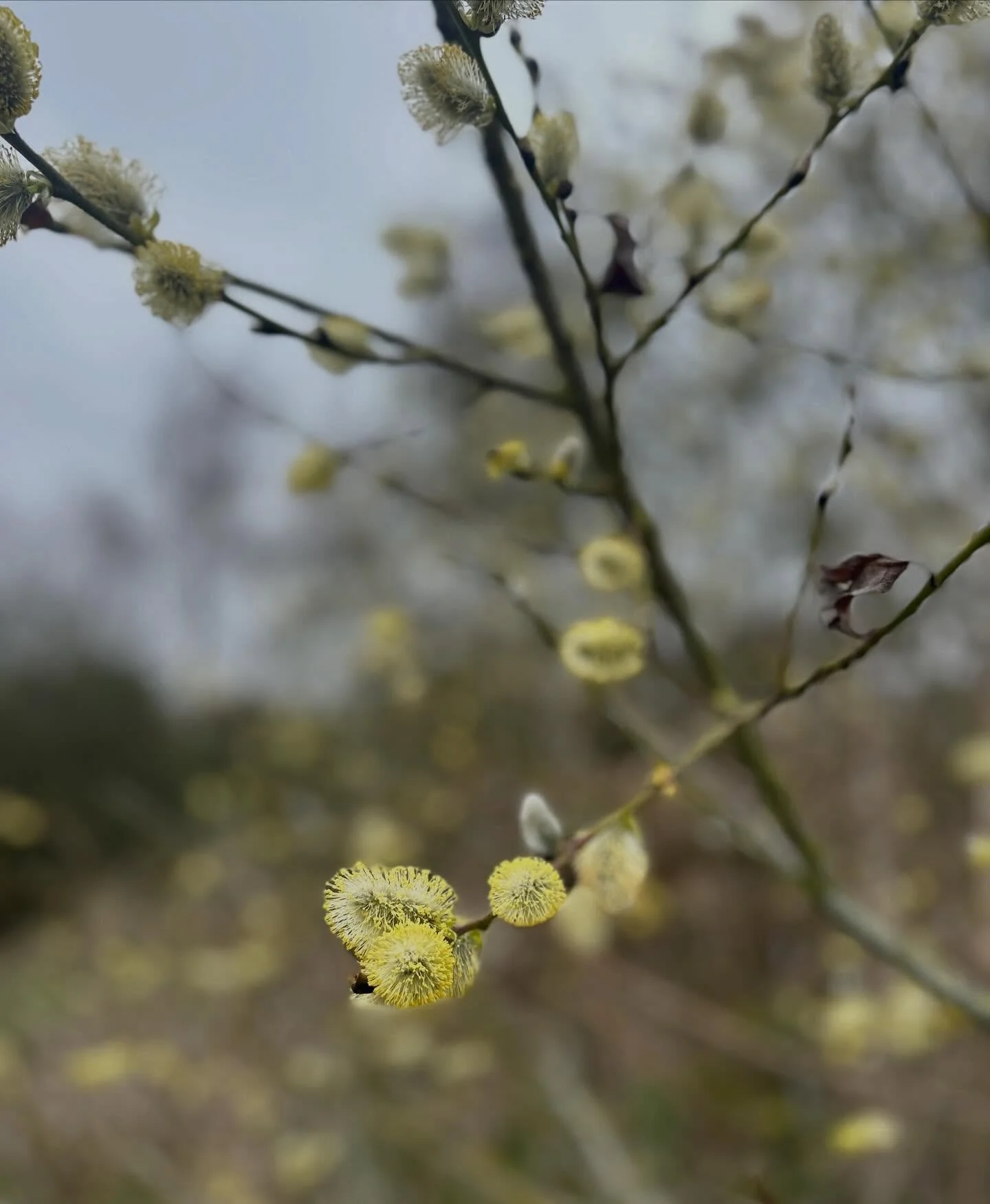 Acid brights along the creek. 

Vivid, neon-like Spring shades popping amongst the remnant grey of winter. 
Inspiration from nature always. 

#thenaturaldyeworks #lessphonemorelife #colourinspiration