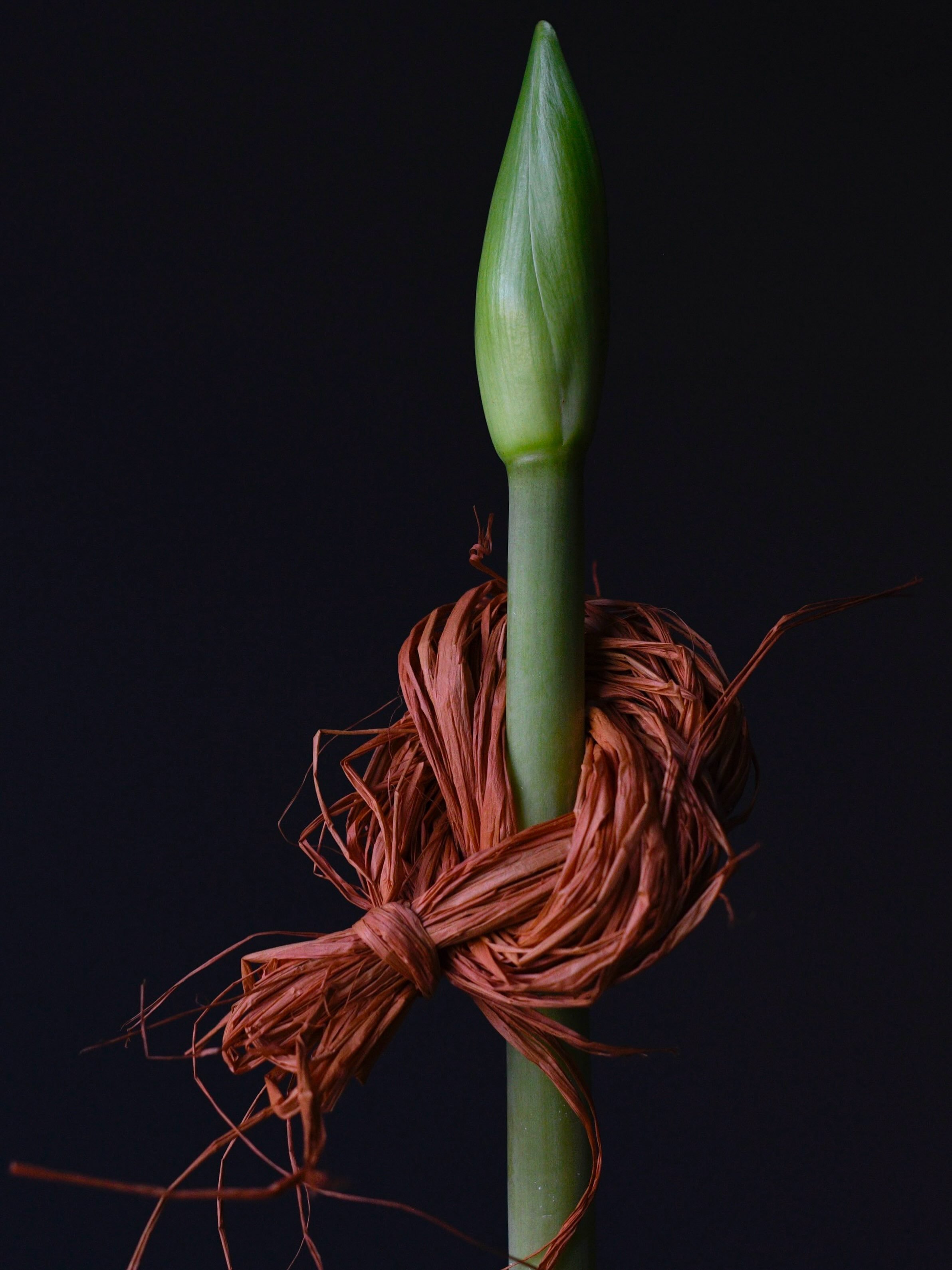 Hand dyed raffia from the limited edition Spring/Summer Ribbon Box

Image by @leigh.chappell.flowers 

I count myself super lucky that Leigh creates such incredible imagery using my work. Leigh&rsquo;s interpretation of the natural world inspires my 