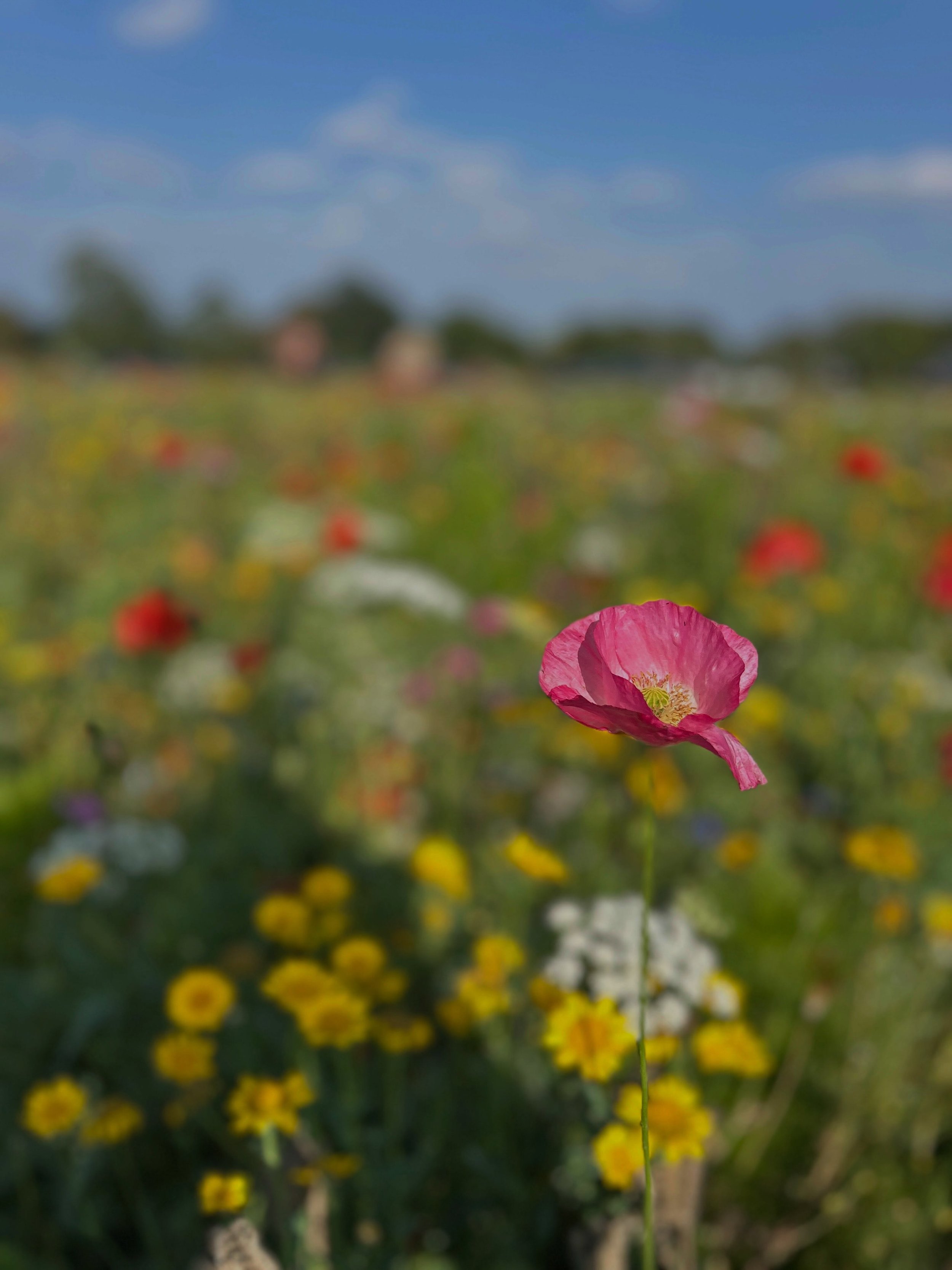 Poppies with my Poppy. 
When in Yorkshire&hellip;@theflowerbeltharrogate